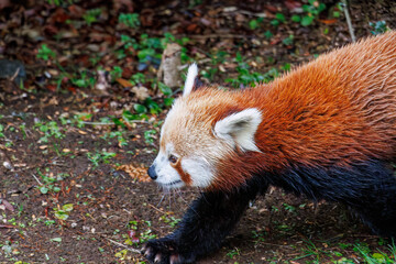 可愛いレッサーパンダ（パンダ科）。
英名学名：Lovely red panda (Ailurus fulgens, panda family).
静岡県賀茂郡熱川-2025年
