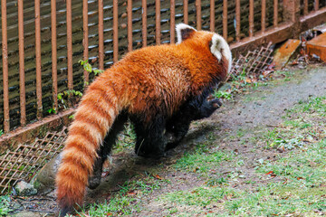 可愛いレッサーパンダ（パンダ科）。
英名学名：Lovely red panda (Ailurus...