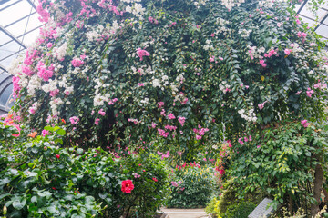 美しいハイビスカス（アオイ科）。
英名学名：Beautiful hibiscus (Mallow family).
美しいブーゲンビリア（オシロイバナ科）。
英名学名The beautiful bougainvillea (family Anacardiaceae).
静岡県賀茂郡熱川-2025年
