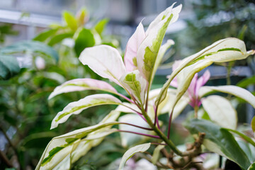 美しいフロックス（ハナシノブ科）。
英名学名：Beautiful phlox (Phloxidae).
静岡県賀茂郡熱川-2025年
