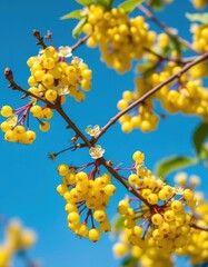 Vibrant yellow currant blossoms on a branch, blue sky backdrop, yellow, closeup