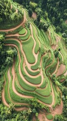 Fototapeta premium Terraced rice fields converge beautifully on rolling hills, showcasing vibrant green crops and earthy brown paths under clear blue skies during midday