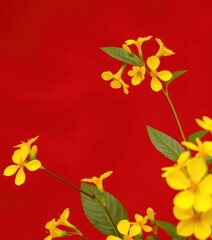 Naklejka premium Vibrant yellow flower blossoms starkly contrast a rich crimson backdrop, bloom, bold, floral