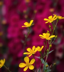 Vibrant yellow flower blossoms starkly contrast against a rich crimson backdrop, macro, floral, stunning