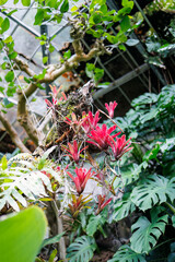 美しいティランジア（エアプランツ）パイナップル科。
英名学名：Beautiful Tillandsia (air plant) Tillandsia spp, Pineapple family.　
静岡県賀茂郡熱川-2025年
