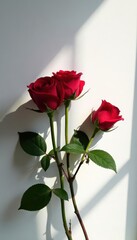 Obraz premium Red roses cast dramatic shadow, stems visible on white canvas , light, close-up