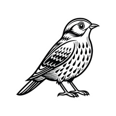 Fototapeta premium Red-billed quelea silhouette, Vector Art & Illustration, quela vector on a white background