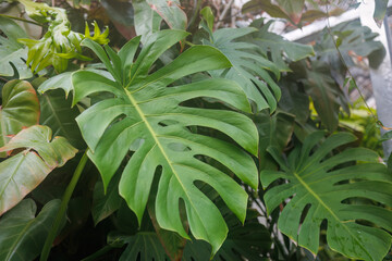 美しいモンステラ（サトイモ科）。
英名学名：Beautiful Monstera（Monstera deliciosa, Araceae）
静岡県賀茂郡熱川-2025年

