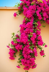 Vibrant bougainvillea cascading down a beige wall, vibrant, vine, macro