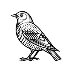 Obraz premium Red-billed quelea silhouette, Vector Art & Illustration, quela vector on a white background