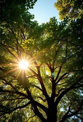Sunlight dapples leaves of a majestic tree, creating a leafy archway reaching towards the sky, botanical, design, environment