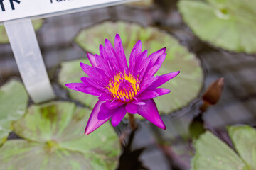 タンザナイト
英名学名：Nymphaea...