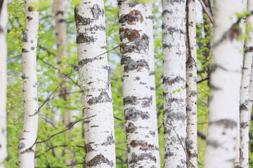spring birch forest with young leaves, abstract background of nature