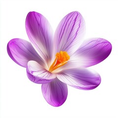 A Radiant Purple Crocus Blooming Against a White Background with Delicate Petals
