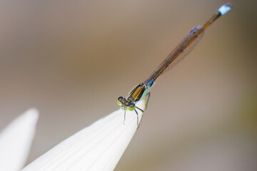 美しいアオイトトンボ（アオイトトンボ科）
英名学名：Common Spreadwing, Emerald damselfly (Lestes sponsa)
グリーンスモーク。
英名学名：Nymphaea 'Smoke Green',

美しい睡蓮、蓮の花たち。
静岡県賀茂郡熱川-2025年
