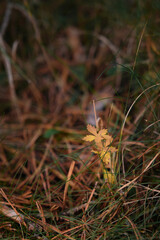 Mushrooms in the autumn forest among the grass