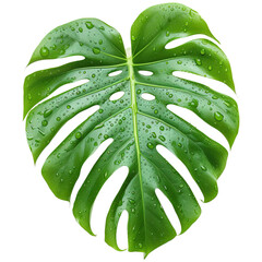 A vibrant green Monstera leaf with distinctive splits and droplets of water, showcasing its lush texture and natural beauty.