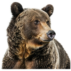 A detailed portrait of a bear showcasing its thick fur and expressive features.