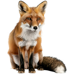 Fototapeta premium A detailed, lifelike representation of a fox with vibrant fur, sharp eyes, and a bushy tail, showcasing its majestic posture and natural features.