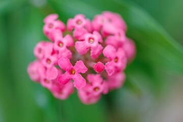 美しいロンデレチア・レウコフィラ（アカネ科）。
Beautiful Panama rose (Rondeletia leucophylla).
静岡県賀茂郡熱川-2025年
