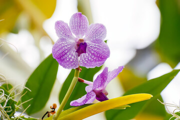 バンダ・サンサイブルー
英名学名：Vanda ”sansai...