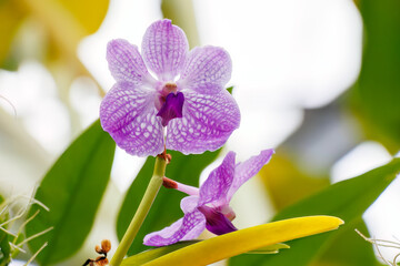 バンダ・サンサイブルー
英名学名：Vanda &rdquo;sansai blue&rdquo;
美しいラン（ラン科）たち。
静岡県賀茂郡熱川-2025年
