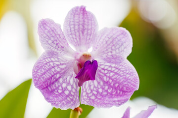 バンダ・サンサイブルー
英名学名：Vanda ”sansai blue”
美しいラン（ラン科）たち。
静岡県賀茂郡熱川-2025年
