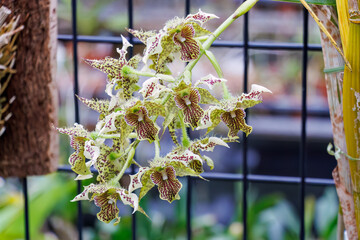 デンドロビウム・アトロビオラセウム
英名学名：Dendrobium...