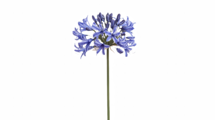 a purple flower single stem in a black vase on a transparent background, PNG image, PNG file, Generative art.