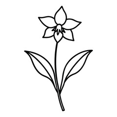 Virginia flower line art vector on white background