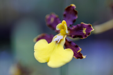オンシジューム・ヒファエマチカム
英名学名：Oncidium...