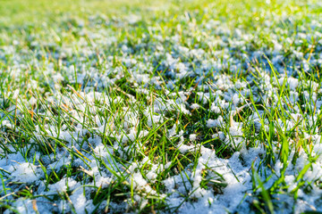 Sunny spring morning, snow melting on green grass. Lawn covered with snow in spring