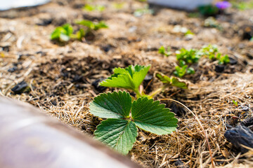 Leaves of a growing strawberry bush in early spring close-up