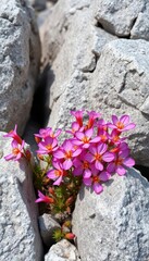 Vibrant pink and purple calcite wildflowers blooming amongst grey limestone rocks, plant, rock garden