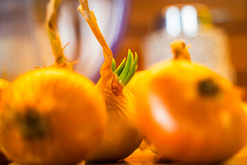 Unpeeled onions on the kitchen table close-up. The onions started to sprout during storage