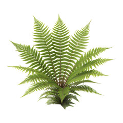 Fern leaf isolated on transparent background. Png