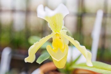 パフィオペディルム・インシグネ
英名学名：Paphiopedilum...
