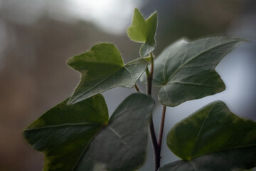 Spring flowers in macro photos.