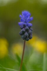 Spring flowers in macro photos.