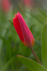 Spring flowers in macro photos.