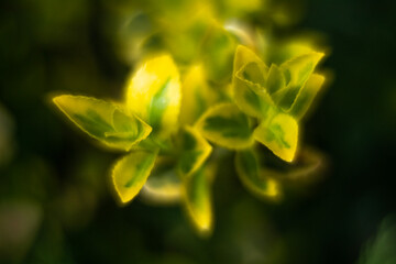 Spring flowers in macro photos.