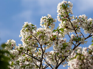 青空と桜の花