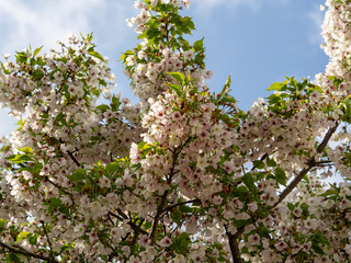 青空と桜の花