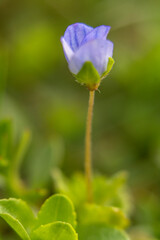 Spring flowers in macro photos.