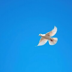 Obraz premium A white dove in flight, wings outstretched, against a vibrant blue sky, wildlife, ascension, hope
