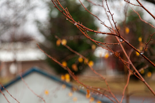 Raindrops on bare twigs of winter tree