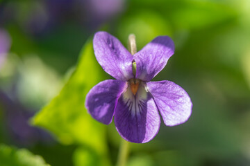 Spring flowers in macro photos.