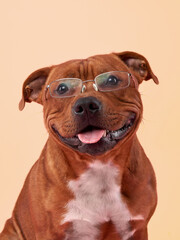  A scholarly looking Staffordshire Bull Terrier dog sports a pair of glasses, giving it an intellectual air against a soft pink backdrop