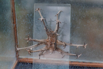 ライオンゴロシ（ゴマ科）の実。
英名学名：devil's claw (Harpagophytum procumbens).
静岡県賀茂郡熱川-2025年
