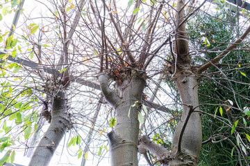 アダンソニア・グレゴリー（バオバブ・アオイ科）の木。
英名学名：Baobab (Adansonia gregorii) tree.
静岡県賀茂郡熱川-2025年
